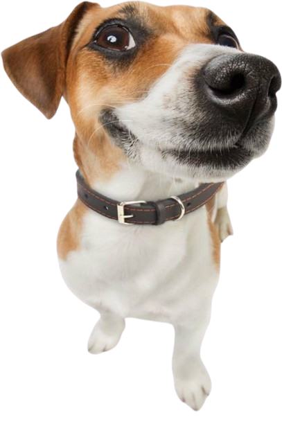 Contact Dog