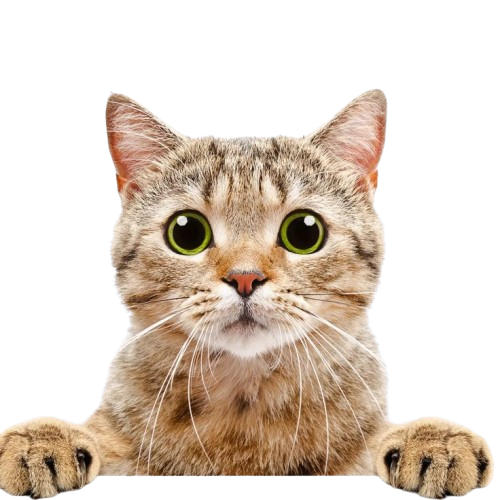 Cute Cat